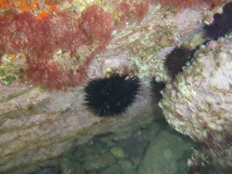 Een aantal zee-egels tussen de rotsen - Platja del Castell