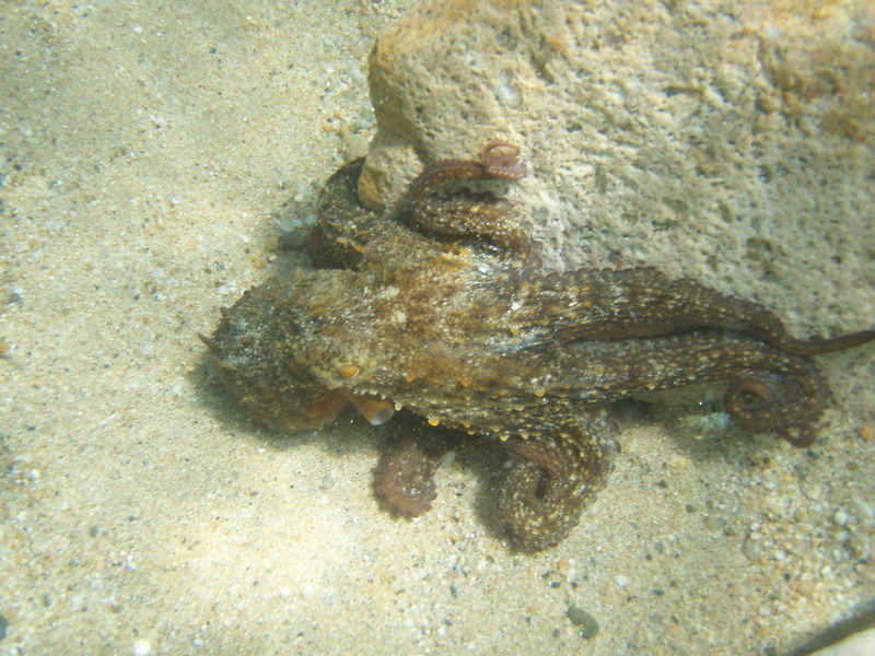 Octopus op een steen, klik op het plaatje voor een grotere foto!