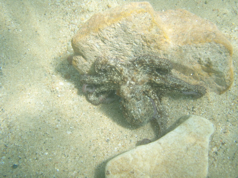 Octopus op rots, met tentakels uitgevouwen, klik op het plaatje voor een grotere foto!
