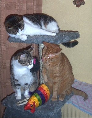 Snuggles, Bailey en Diddle