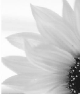 Zonnebloem