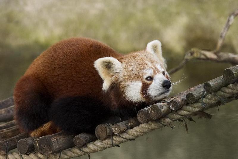Kleine panda / Rode panda