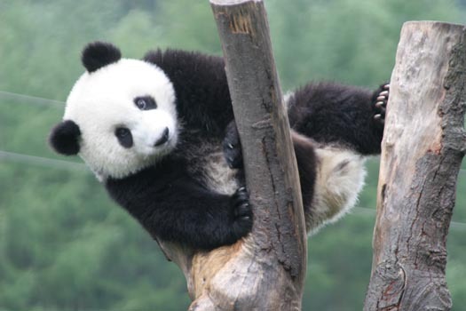Reuzen panda