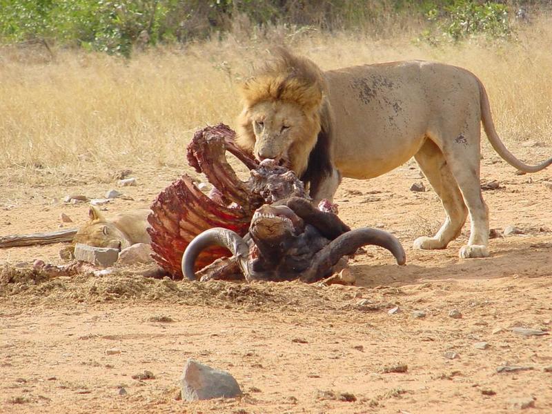 Leeuw eet buffel