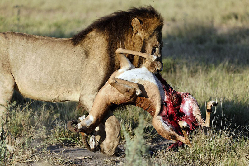 Leeuw eet een gazelle