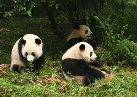 Reuzen panda's