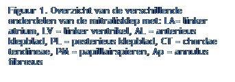 Tekstvak: Figuur 1. Overzicht van de verschillende onderdelen van de mitralisklep met: LA= linker atrium, LV = linker ventrikel, AL = anterieus klepblad, PL = posterieus klepblad, CT = chordae tendineae, PM = papillairspieren, Ap = annulus fibrosus
 
