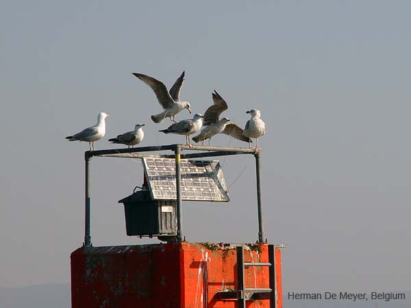 image061