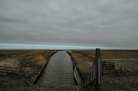 Zwarte Haan