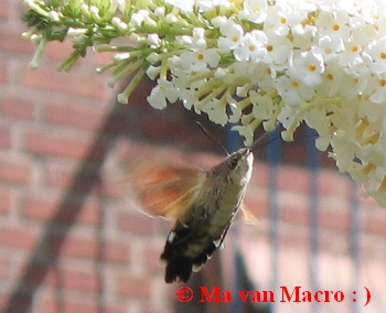 Kolibrievlinder.  Ma van Macro : )