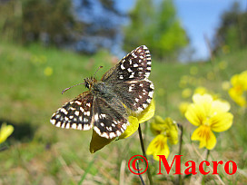 Aardbeivlinder. © Macro