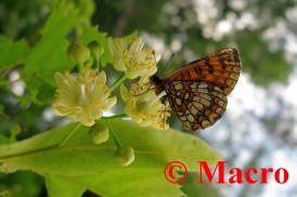 Bosparelmoervlinder. © Macro