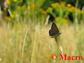 Bruine Vuurvlinder. © Macro
