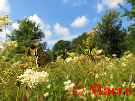 Bruine Vuurvlinder. © Macro