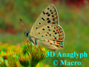 Bruine Vuurvlinder. 3D! © Macro
