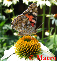 Distelvlinder. © Macro