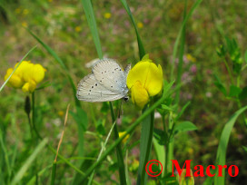 Dwergblauwtje. © Macro