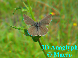 Dwergblauwtje. 3D! © Macro