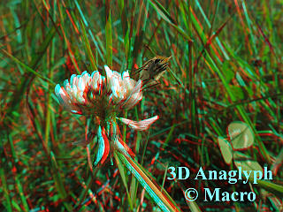 Geelsprietdikkopje. 3D! © Macro