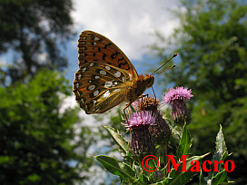 Grote Parelmoervlinder. © Macro