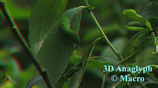 Rups Grote Weerschinvlinder. 3D! © Macro