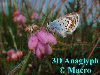 Heideblauwtje. 3D! © Macro