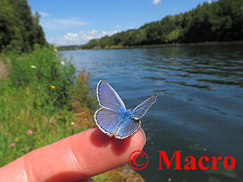 Icarusblauwtje. © Macro