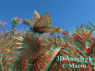 Icarusblauwtje. 3D! © Macro