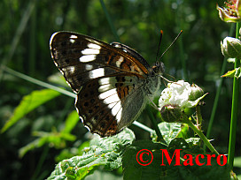 Kleine IJsvogelvlinder. © Macro