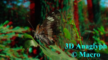 Kleine IJsvogelvlinder. 3D! © Macro