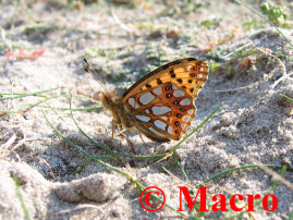 Kleine Parelmoervlinder. © Macro