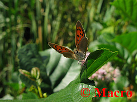 Kleine Vuurvlinder. © Macro