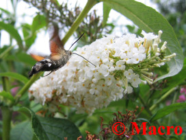 Kolibrievlinder. © Macro