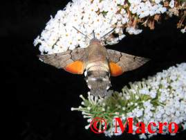 Kolibrievlinder. © Macro