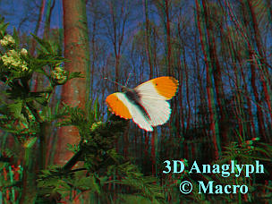 Oranjetipje. 3D! © Macro