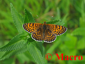 Veldparelmoervlinder. © Macro