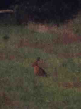 haas1.jpg (3952 bytes)