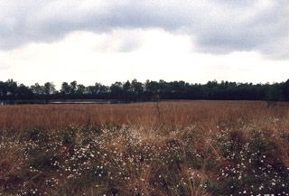 Landschap12.jpg (29002 bytes)