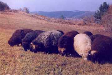 karakachan sheep