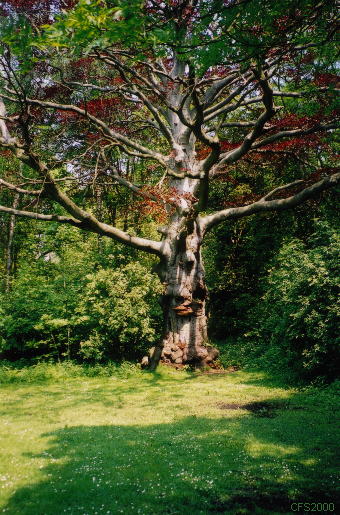 de sprookjesboom is kenmerkend voor het gebied Reigersbergen