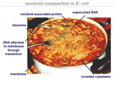 nucleoid compaction