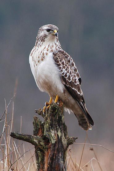 Buizerd