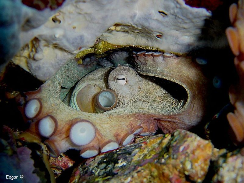 Octopus