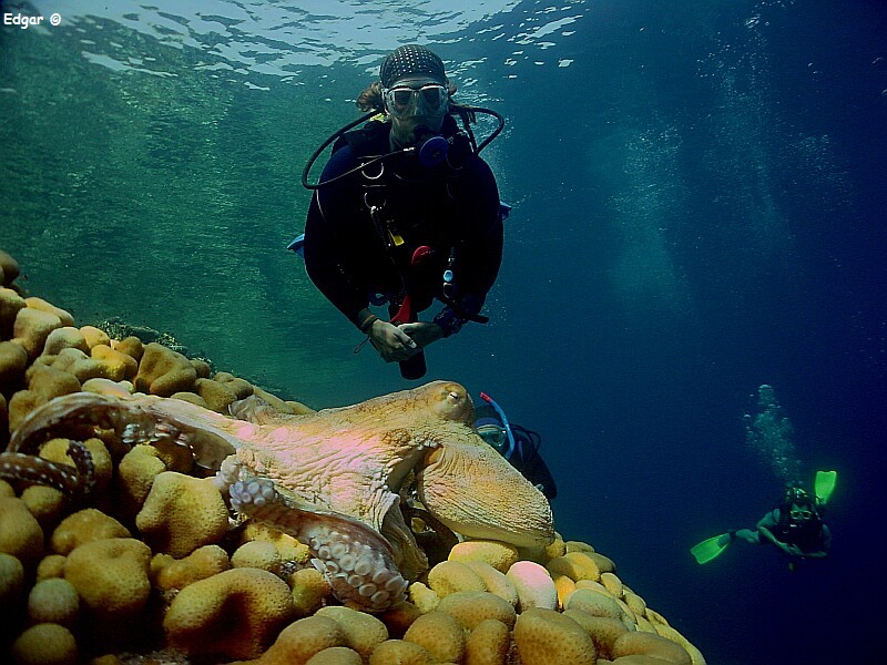 Octopus