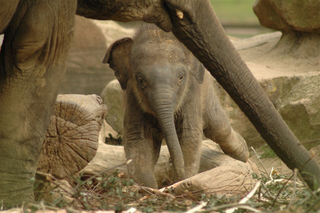 Aziatische olifant
