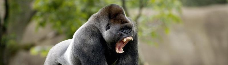 Gorilla
