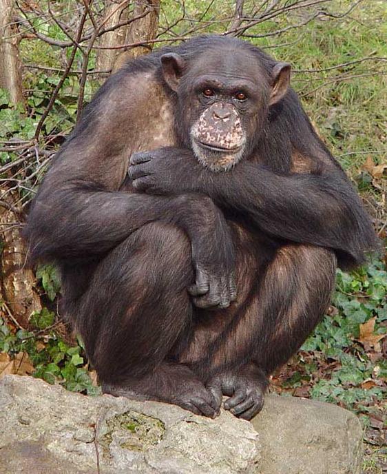 Chimpansee