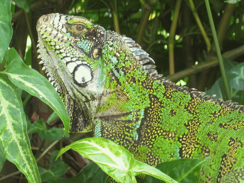 Groene leguaan