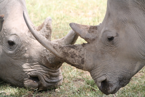 Neushoorn
