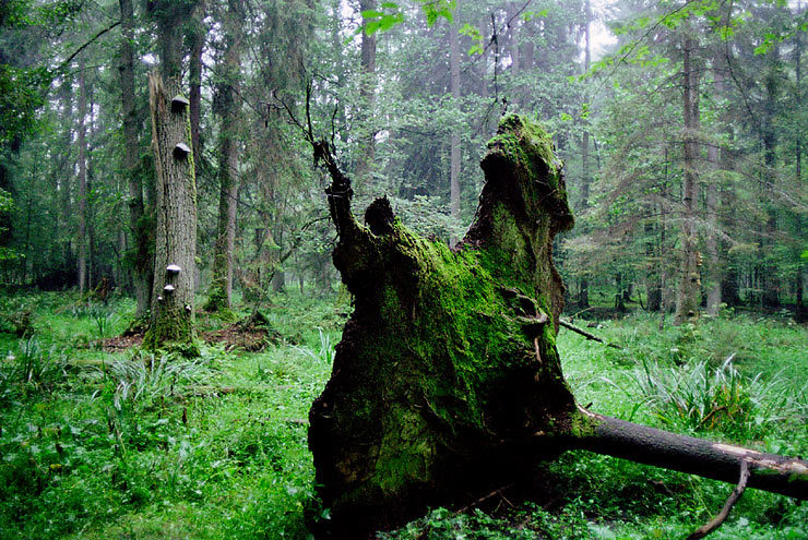 Oerbos